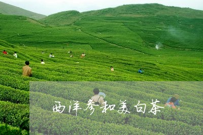 西洋参和美白茶/2023060926460