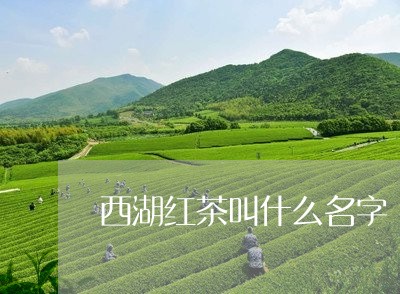 西湖红茶叫什么名字/2023042019815