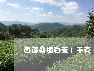 西莲桑植白茶1千克/2023121322826