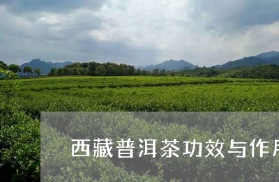 西藏普洱茶功效与作用及禁忌/2023121816358
