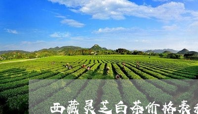 西藏灵芝白茶价格表和图片/2023042895259