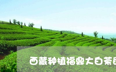 西藏种植福鼎大白茶的时间/2023042888171