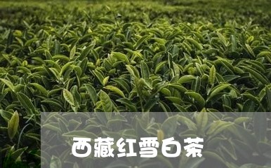 西藏红雪白茶/2023052383037