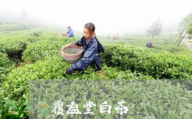 覆益堂白茶/2023051186250