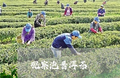 观察泡普洱茶/2023042744174