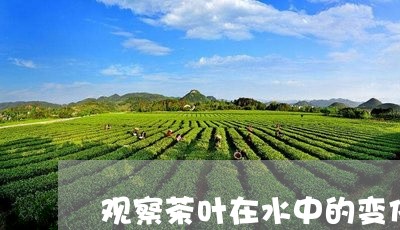 观察茶叶在水中的变化/2023061131625