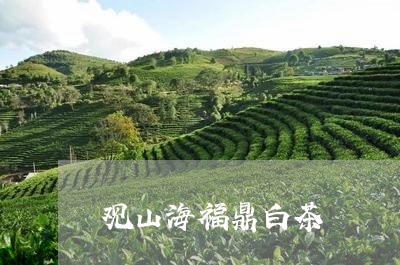 观山海福鼎白茶/2023060917960