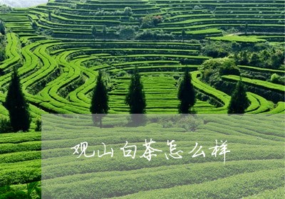 观山白茶怎么样/2023060960793