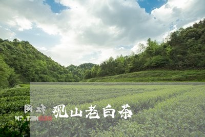 观山老白茶/2023051159382