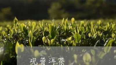 观普洱茶/2023090155838