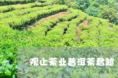 观止茶业普洱茶君越/2023062782504