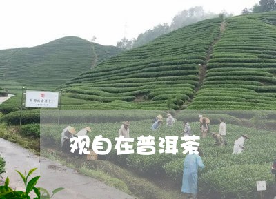 观自在普洱茶/2023042992795