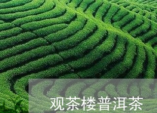 观茶楼普洱茶/2023042738533