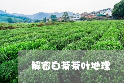 解密白茶茶叶地理/2023070824147