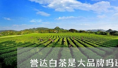 誉达白茶是大品牌吗还是小品/2023111467048