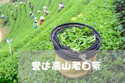 誉达高山老白茶/2023073199582