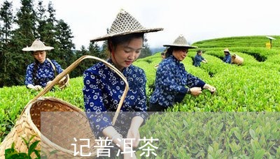 记普洱茶/2023083112702