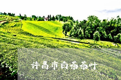 许昌市白茶茶叶/2023060937360