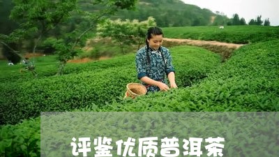 评鉴优质普洱茶/2023120395056