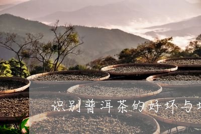 识别普洱茶的好坏与坏/2023062929616