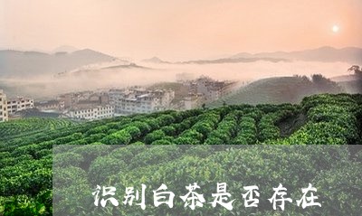 识别白茶是否存在/2023070895261