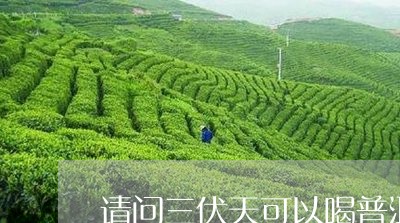 请问三伏天可以喝普洱茶吗/2023051121924