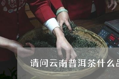 请问云南普洱茶什么品牌好/2023121806050