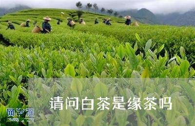 请问白茶是缘茶吗/2023070849303