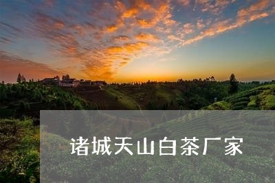 诸城天山白茶厂家/2023070817360