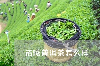 诺曦普洱茶怎么样/2023110857141