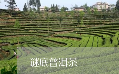 谜底普洱茶/2023090664150