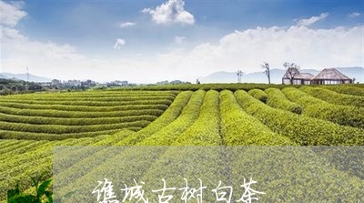 谯城古树白茶/2023052363369