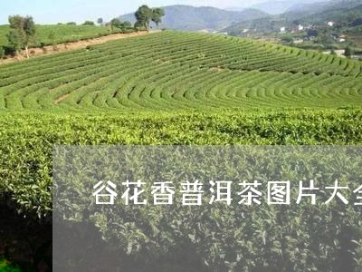 谷花香普洱茶图片大全/2023080128470