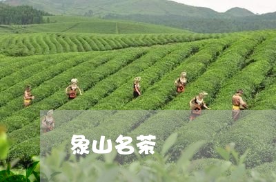 象山名茶/2023090188370