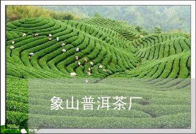 象山普洱茶厂/2023090603183