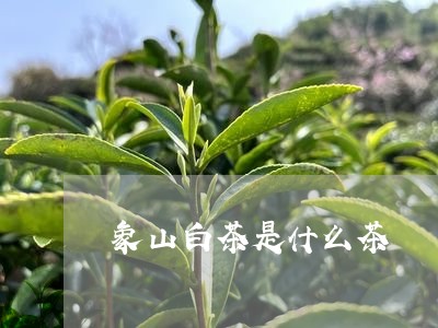 象山白茶是什么茶/2023071147948