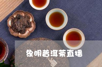 象明普洱茶直播/2023101615169