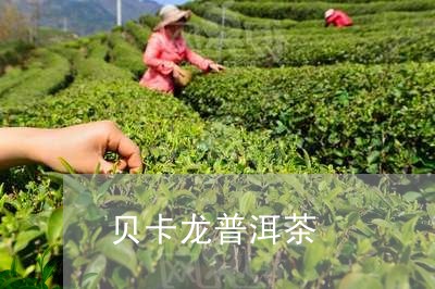 贝卡龙普洱茶/2023042719218