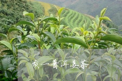 贡一普洱姜茶/2023090703614