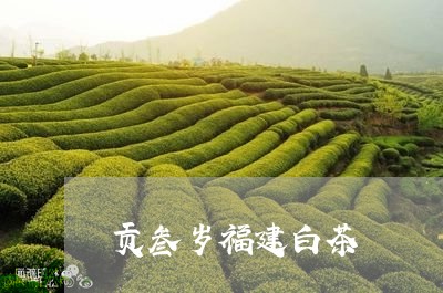 贡叁岁福建白茶/2023061051624