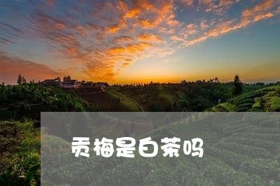 贡梅是白茶吗/2023052394036