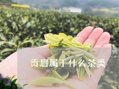 贡眉属于什么茶类/2023090792593