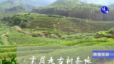 贡眉是古树茶嘛/2023112557354