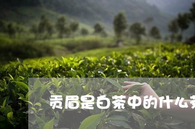 贡眉是白茶中的什么茶/2023120826281