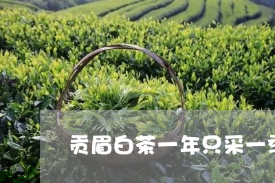 贡眉白茶一年只采一季吗/2023092541817