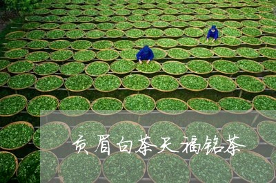 贡眉白茶天福铭茶/2023111596928