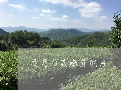 贡眉白茶嫩芽图片/2023071184061