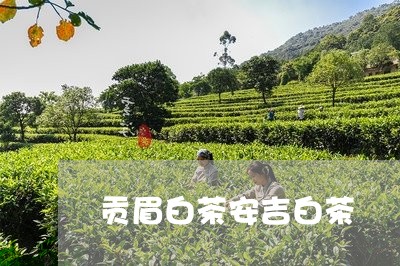 贡眉白茶安吉白茶/2023071154728