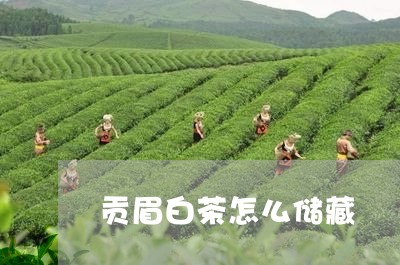 贡眉白茶怎么储藏/2023090782815