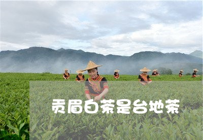 贡眉白茶是台地茶/2023090799472